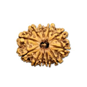 11 Mukhi Nepal Rudraksha |27.02mm|3.31gms