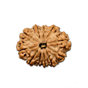 11 Mukhi Nepal Rudraksha |27.29mm|4.82gms