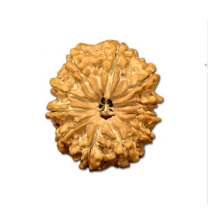 11 Mukhi Nepal Rudraksha |27.01mm|4.99gms