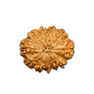 11 Mukhi Nepal Rudraksha |27.56mm|4.87gms