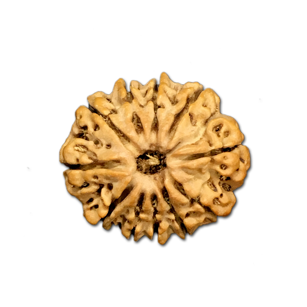 11 Mukhi Nepal Rudraksha |22.59mm|2.99gms