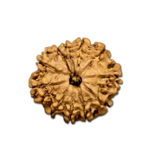 11 Mukhi Nepal Rudraksha |23.33mm|3.11gms
