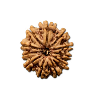 11 Mukhi Nepal Rudraksha |23.51mm|3.63gms