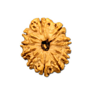 11 Mukhi Nepal Rudraksha |24.09mm|3.01gms