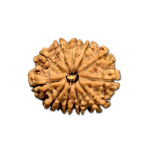 11 Mukhi Nepal Rudraksha |23.32mm|3.21gms