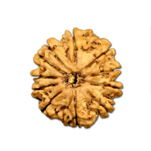 11 Mukhi Nepal Rudraksha |22.53mm|3.43gms
