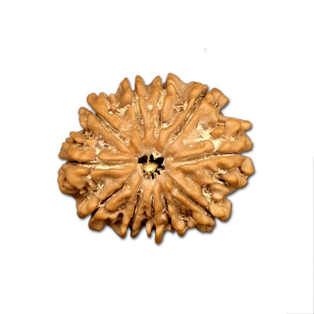 11 Mukhi Nepal Rudraksha |22.38mm|2.99gms