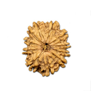 11 Mukhi Nepal Rudraksha |22.06mm|2.22gms