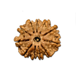 11 Mukhi Nepal Rudraksha |22.12mm|2.99gms