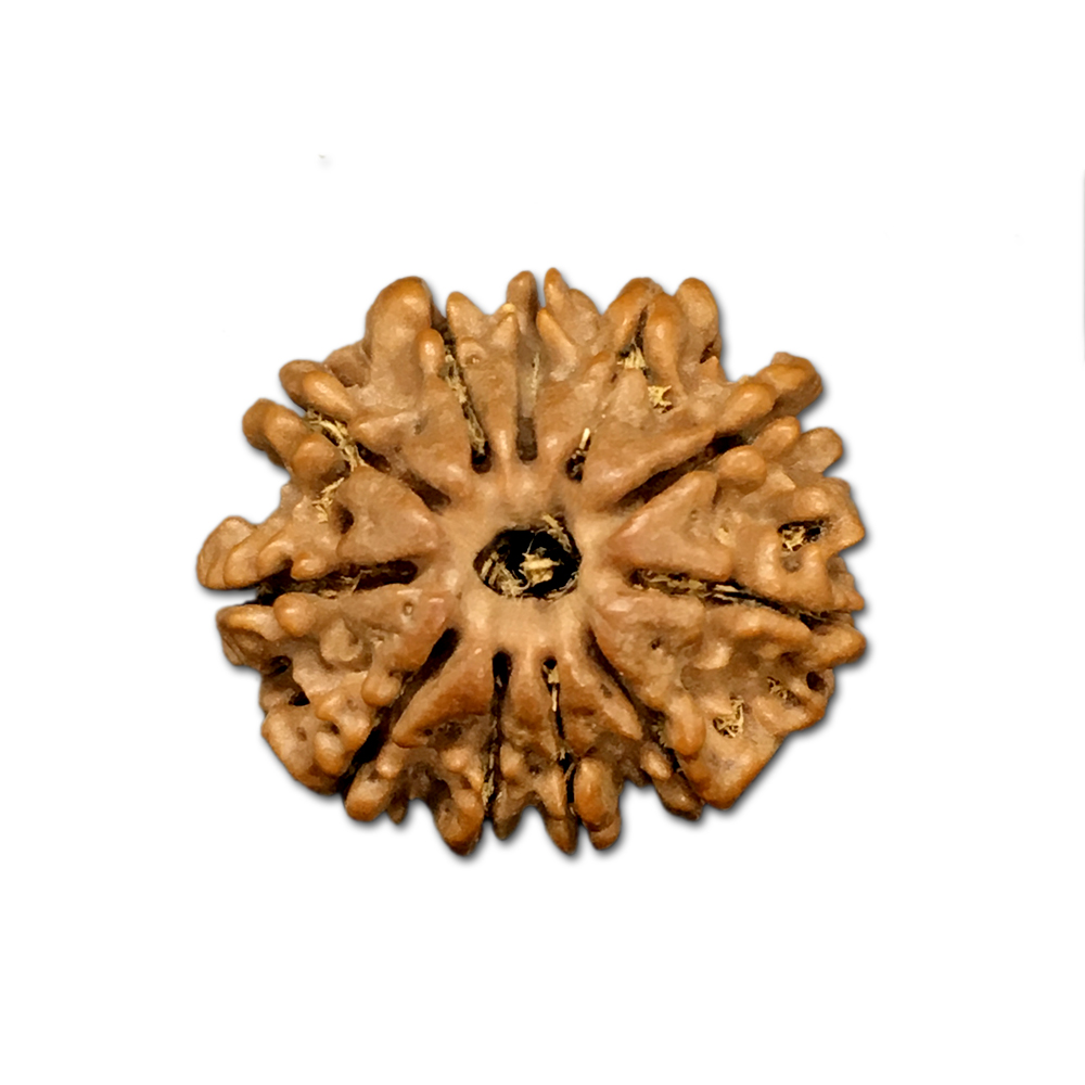 11 Mukhi Nepal Rudraksha |22.12mm|2.99gms