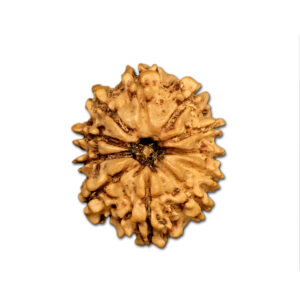 11 Mukhi Nepal Rudraksha |21.53mm|2.19gms