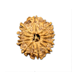 11 Mukhi Nepal Rudraksha |22.34mm|2.43gms