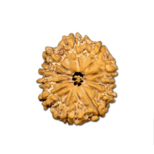 11 Mukhi Nepal Rudraksha |21.37mm|2.41gms