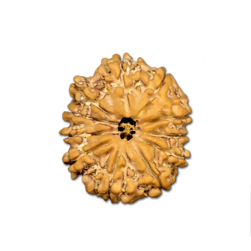 11 Mukhi Nepal Rudraksha |21.37mm|2.41gms