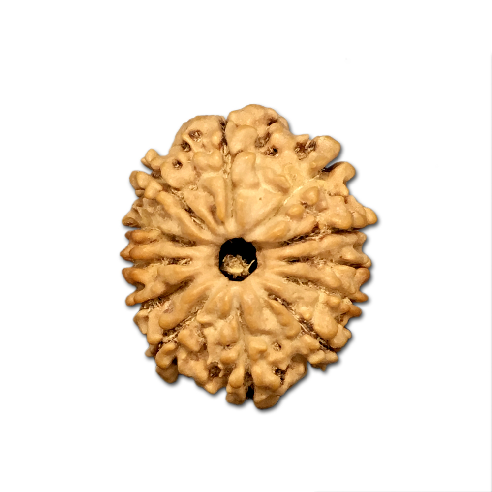 11 Mukhi Nepal Rudraksha |22.35mm|2.73gms
