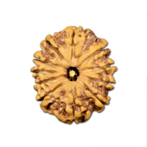 11 Mukhi Nepal Rudraksha |20.59mm|2.05gms