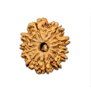 11 Mukhi Nepal Rudraksha |21.96mm|2.40gms