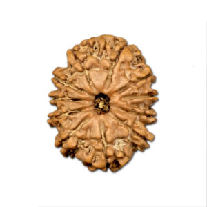 11 Mukhi Nepal Rudraksha |22.18mm|2.54gms