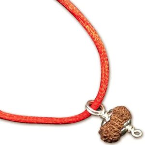 12 Mukhi Indonesian Rudraksha/Twelve Face Java/Lord Surya In Pure Silver Pendant IGL Certified 100% Original Geniune Bead All Size