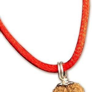 12 Mukhi Indonesian Rudraksha/Twelve Face Java/Lord Surya In Pure Silver Pendant IGL Certified 100% Original Geniune Bead All Size