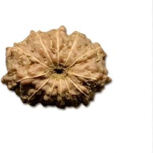 12 Mukhi Indonesian Rudraksha Small 11mm-13mm Lab Certified