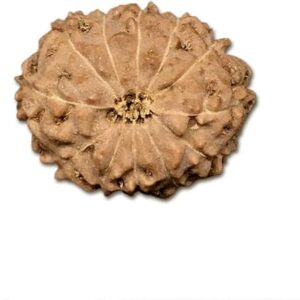 12 Mukhi Indonesian Rudraksha Big 18mm-20mm Lab Certified