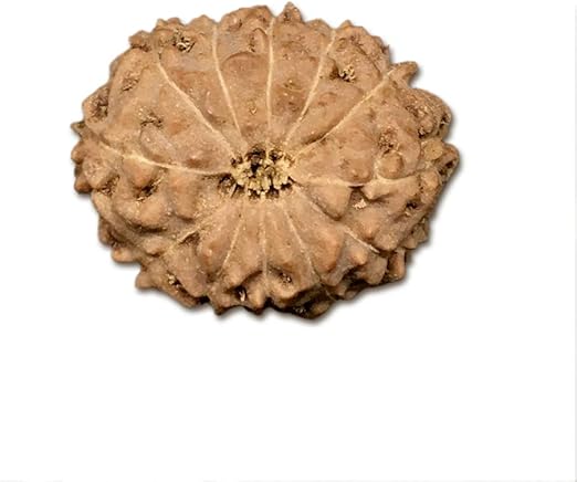 12 Mukhi Indonesian Rudraksha Big 18mm-20mm Lab Certified