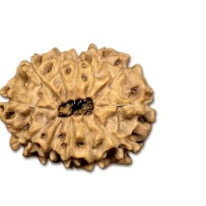 12 Mukhi Indonesian Rudraksha Collector 21mm-23mm Lab Certified