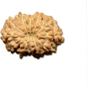 12 Mukhi Indonesian Rudraksha Medium 15mm-17mm Lab Certified