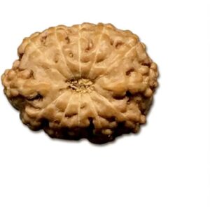 12 Mukhi Indonesian Rudraksha Very Small 8mm-10mm Lab Certified