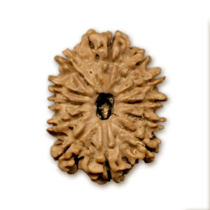12 Mukhi Nepal Rudraksha |25.28mm|3.35gms