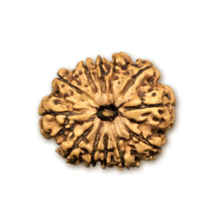 12 Mukhi Nepal Rudraksha |25.24mm|3.01gms