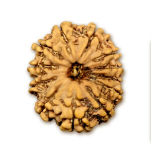 12 Mukhi Nepal Rudraksha |23.60mm|3.33gms