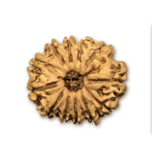 12 Mukhi Nepal Rudraksha |25.03mm|3.25gms