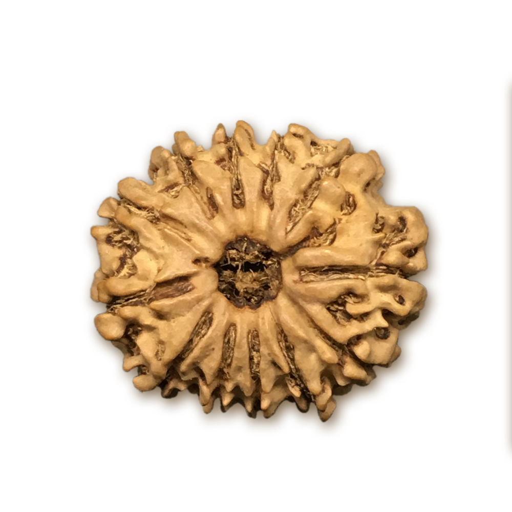 12 Mukhi Nepal Rudraksha |25.03mm|3.25gms