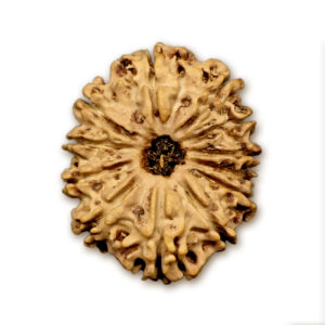 12 Mukhi Nepal Rudraksha |24.79mm|2.80gms