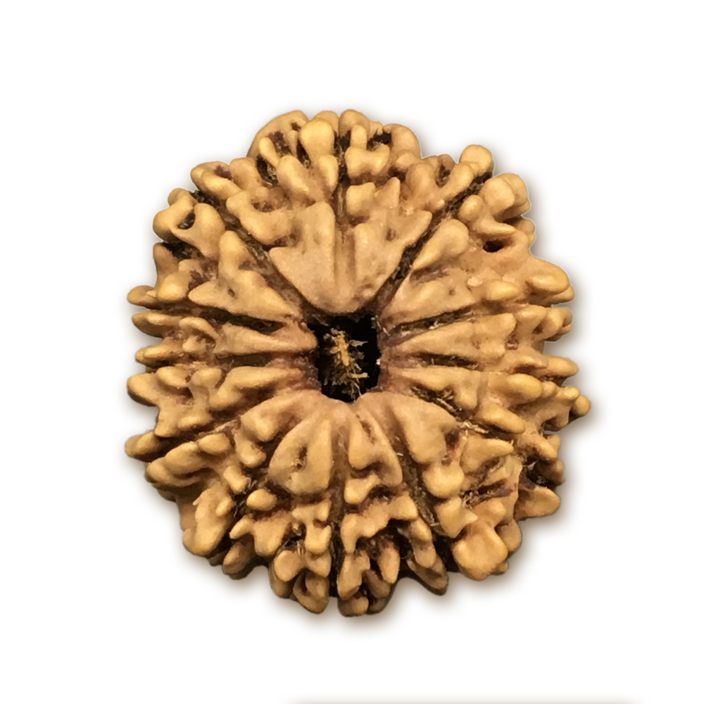 12 Mukhi Nepal Rudraksha |24.78mm|3.69gms