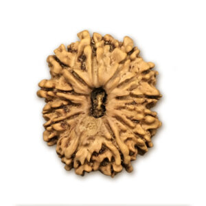 12 Mukhi Nepal Rudraksha |26.23mm|3.21gms
