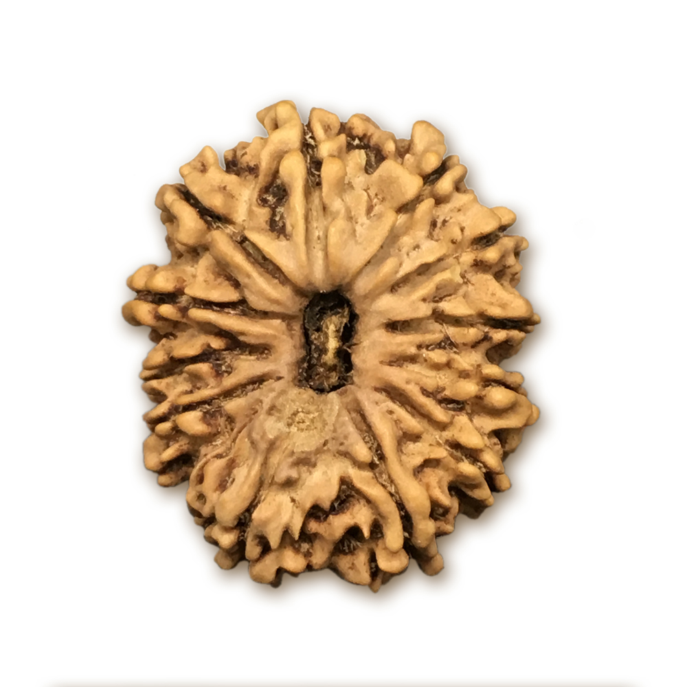 12 Mukhi Nepal Rudraksha |26.23mm|3.21gms