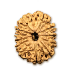 12 Mukhi Nepal Rudraksha |25.47mm|2.67gms