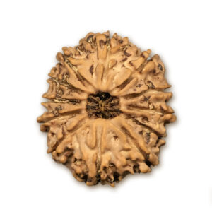 12 Mukhi Nepal Rudraksha |24.83mm|3.31gms
