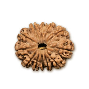 12 Mukhi Nepal Rudraksha |26.16mm|4.49gms