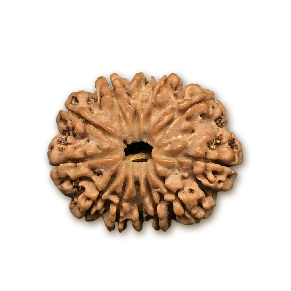 12 Mukhi Nepal Rudraksha |26.16mm|4.49gms