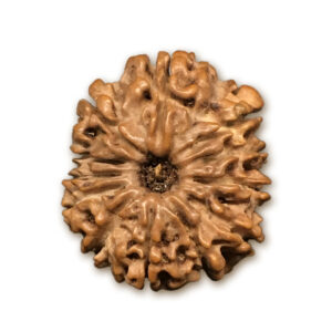 12 Mukhi Nepal Rudraksha |20.91mm|2.22gms