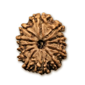 12 Mukhi Nepal Rudraksha |23.19mm|2.79gms