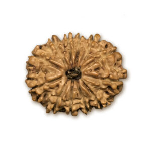 12 Mukhi Nepal Rudraksha |23.45mm|2.17gms