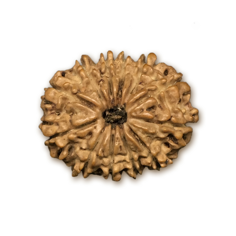 12 Mukhi Nepal Rudraksha |23.45mm|2.17gms