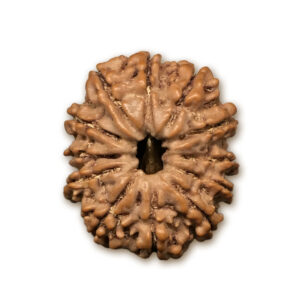 12 Mukhi Nepal Rudraksha |23.24mm|3.35gms