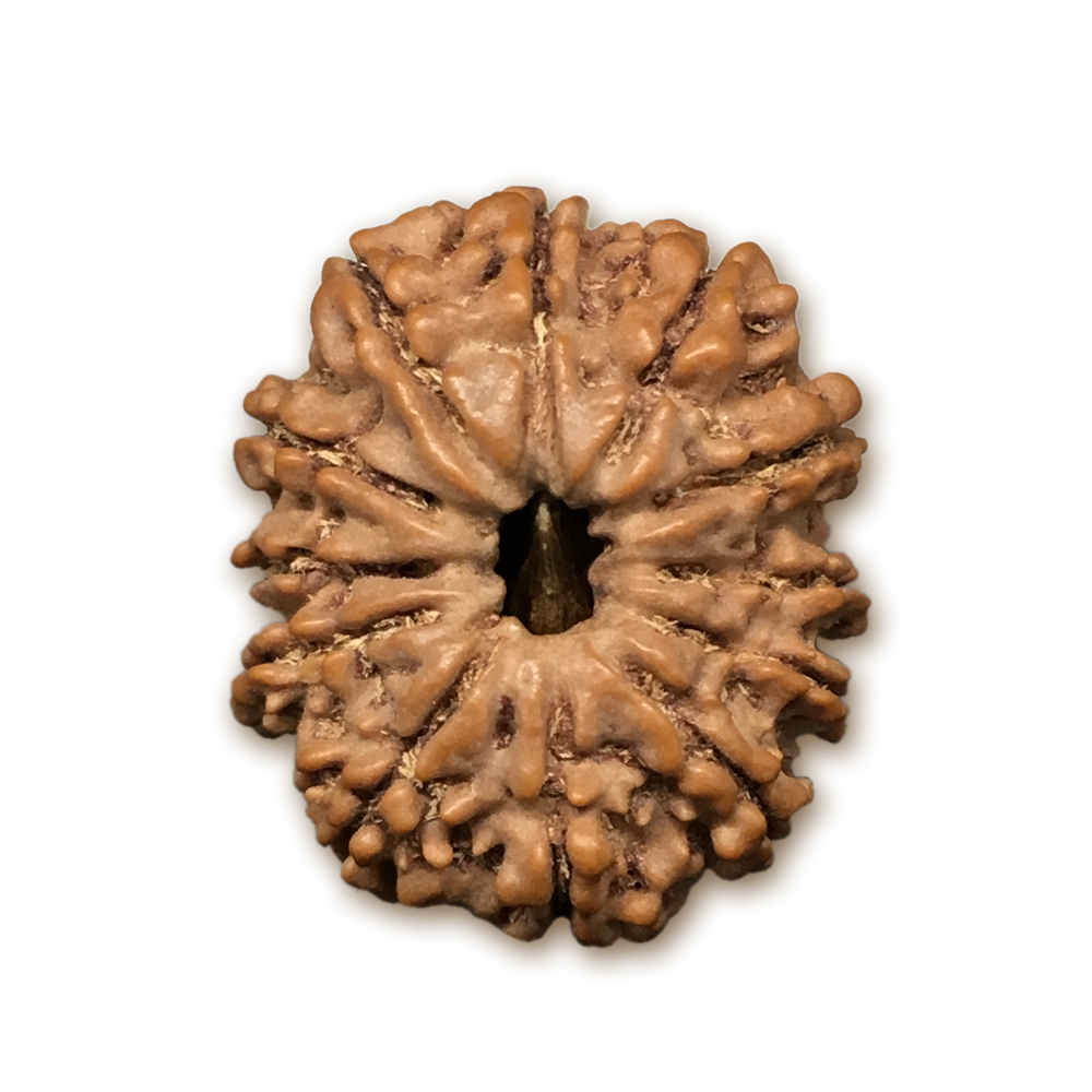 12 Mukhi Nepal Rudraksha |23.24mm|3.35gms