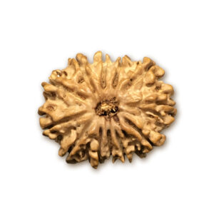 12 Mukhi Nepal Rudraksha |23.81mm|2.59gms